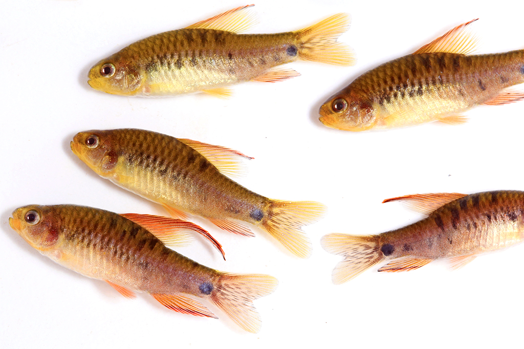 Peixes da espécie Poecilocharax Callipterus.